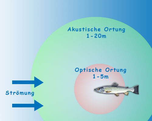 Sinnesorgane und Reichweite